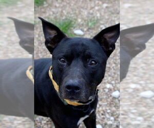 Mutt Dogs for adoption in Foristell, MO, USA