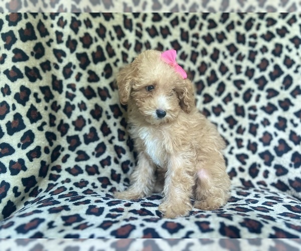 Medium Photo #3 Cavapoo Puppy For Sale in LAKELAND, FL, USA