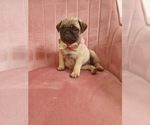 Small Photo #8 Pug Puppy For Sale in PHOENIX, AZ, USA