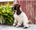 Small #4 Cocker Spaniel