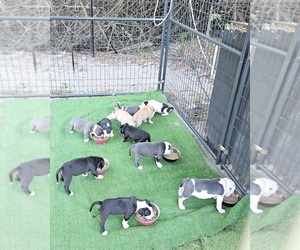 American Pit Bull Terrier Puppy for sale in NORTH PORT, FL, USA