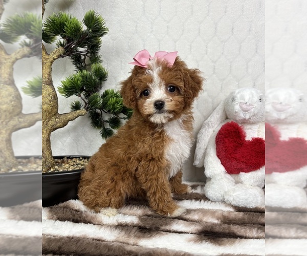 Medium Photo #5 Cavapoo (Miniature) Puppy For Sale in FRANKLIN, IN, USA
