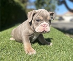 Small #18 English Bulldog