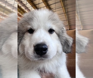 Great Pyrenees Puppy for Sale in FLORAL CITY, Florida USA