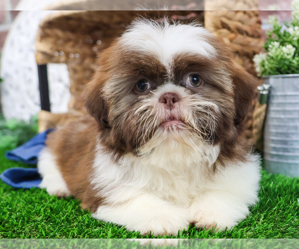 Medium Photo #10 Shih Tzu Puppy For Sale in SYRACUSE, IN, USA