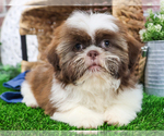 Small #9 Shih Tzu