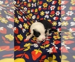 Small Photo #18 Border Collie Puppy For Sale in AIKEN, SC, USA