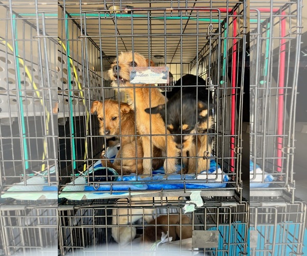 Medium Photo #3 Chihuahua-Unknown Mix Puppy For Sale in Grafton, WI, USA