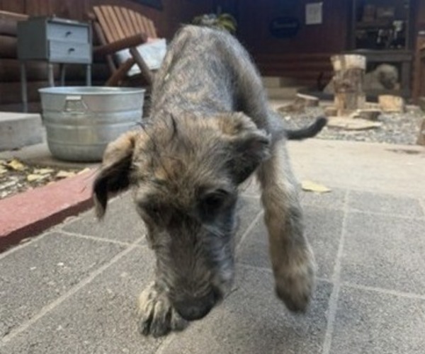Medium Photo #3 Irish Wolfhound Puppy For Sale in VEYO, UT, USA