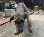 Small #2 Irish Wolfhound