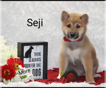 Puppy Seji Shiba Inu