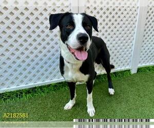 American Pit Bull Terrier Dogs for adoption in West Palm Beach, FL, USA