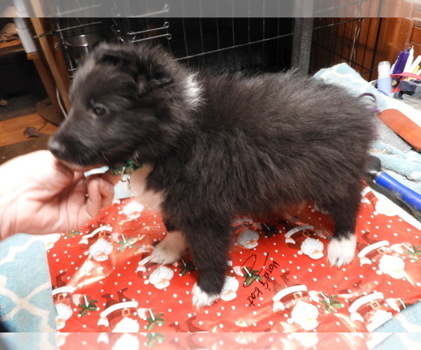 Medium Photo #2 Shetland Sheepdog Puppy For Sale in BAINBRIDGE, NY, USA