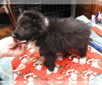 Small #1 Shetland Sheepdog