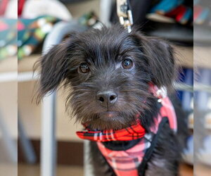 Mutt Dogs for adoption in Mundelein, IL, USA