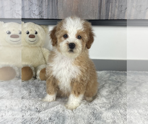 Poodle (Miniature) Puppy for sale in FRANKLIN, IN, USA