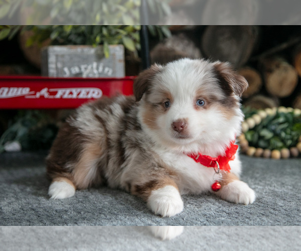 Medium Photo #36 Miniature Australian Shepherd Puppy For Sale in MILLERSBURG, OH, USA