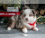 Small Photo #36 Miniature Australian Shepherd Puppy For Sale in MILLERSBURG, OH, USA