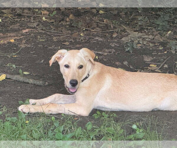 Medium Photo #4 Labrador Retriever-Unknown Mix Puppy For Sale in Germantown, OH, USA