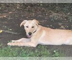 Small #3 Labrador Retriever Mix