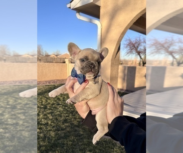 Medium Photo #24 French Bulldog Puppy For Sale in PUEBLO, CO, USA