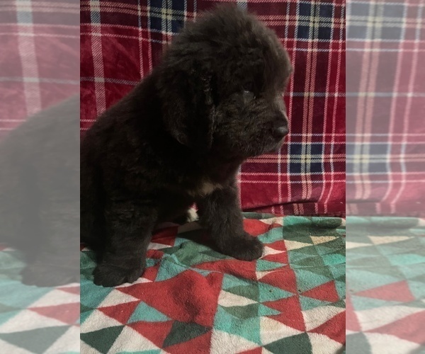 Medium Photo #6 Newfoundland Puppy For Sale in AURORA, IN, USA