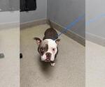 Small Free-Lance Bulldog