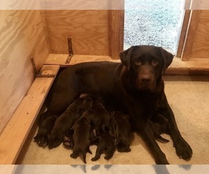 Mother of the Labrador Retriever puppies born on 08/09/2024
