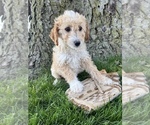 Small Photo #2 Goldendoodle (Miniature) Puppy For Sale in MIDDLEBURY, IN, USA