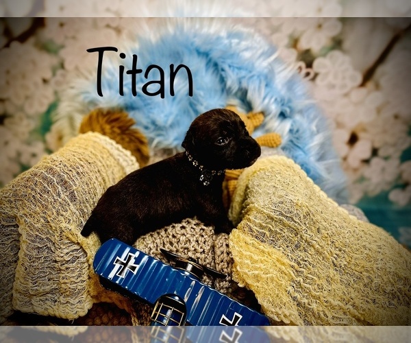 Medium Photo #16 Cane Corso Puppy For Sale in SPRING, TX, USA