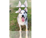 Small #1 Siberian Husky Mix