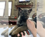 Small Photo #1 German Shepherd Dog Puppy For Sale in ALTAMONT, IL, USA