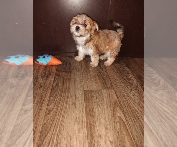 Medium Photo #5 Yorkshire Terrier Puppy For Sale in LAPEER, MI, USA