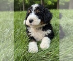 Puppy Cooper Bernedoodle (Miniature)