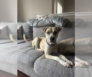 MOUSEY - Male Labrador Retriever-Unknown Mix Dog for Adoption - Photo #2