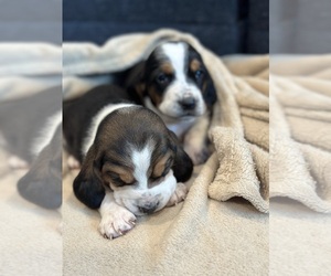 Basset Hound Puppy for Sale in LANSING, Michigan USA