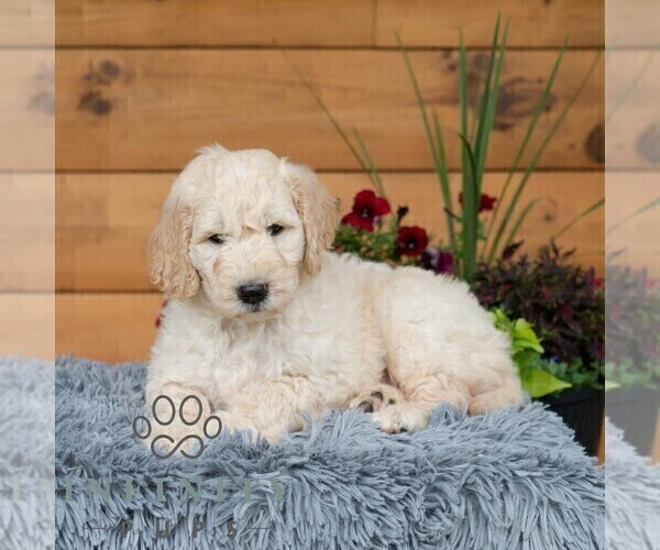 Medium Photo #4 Goldendoodle Puppy For Sale in ROARING SPRING, PA, USA