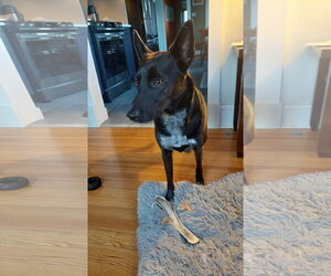 Indigo - Indeed a Good Boy! - Male Mutt Dog for Adoption - Photo #10