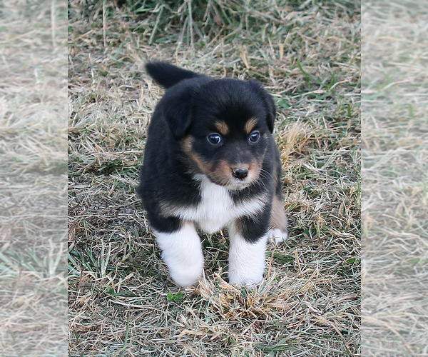 Medium Photo #12 Australian Shepherd Puppy For Sale in LASCASSAS, TN, USA