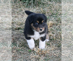 Small Photo #12 Australian Shepherd Puppy For Sale in LASCASSAS, TN, USA