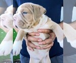 Small Photo #23 Olde English Bulldogge Puppy For Sale in NORTH LAS VEGAS, NV, USA