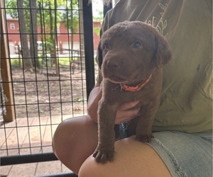 Chesapeake Bay Retriever Puppy for sale in COOKEVILLE, TN, USA