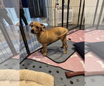 Small #6 Mutt