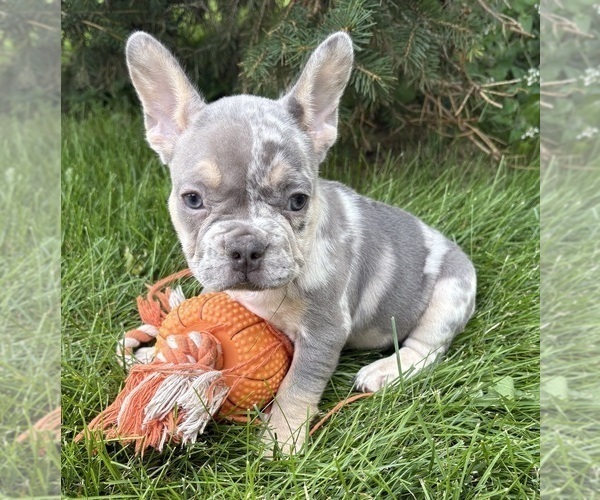Medium Photo #5 French Bulldog Puppy For Sale in MIDDLEBURY, IN, USA