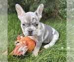 Small #4 French Bulldog