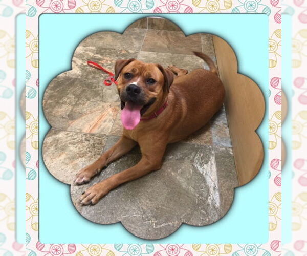 Medium Photo #4 Boxer-Unknown Mix Puppy For Sale in Acworth, GA, USA