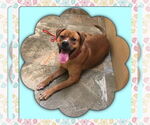 Small #3 Boxer Mix