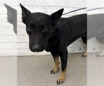 Small German Shepherd Dog Mix
