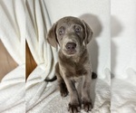 Small #1 Labrador Retriever