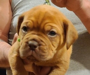 Dogue de Bordeaux Puppy for Sale in PAWNEE ROCK, Kansas USA